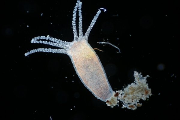 Kra31at