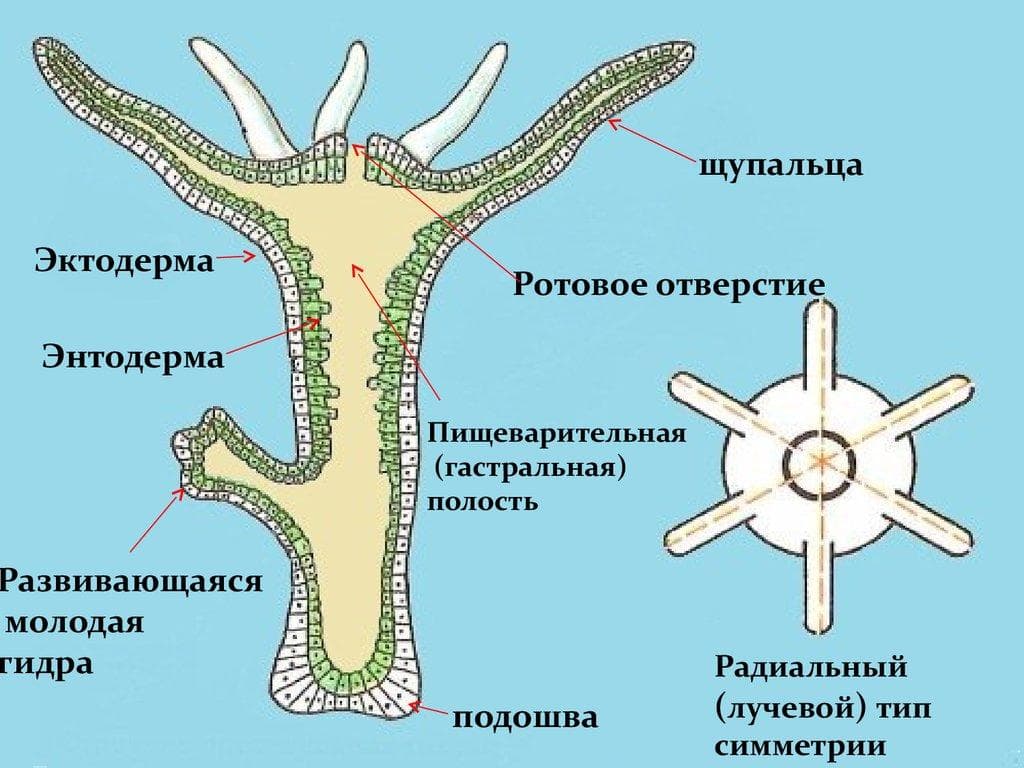 Кракен маркет что это такое